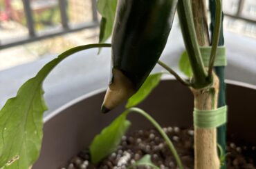 Jalapeno discoloration