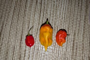 Question about these peppers I've grown