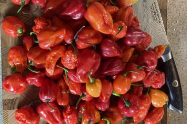 My last harvest before fall, soon to be Apple hot sauce