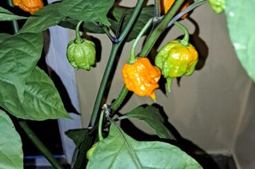 Anyone knows what breed this is?