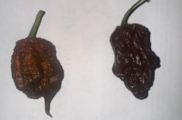 What phenotype to keep