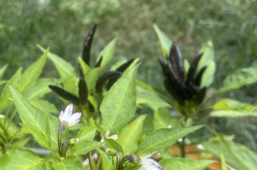 These fuckers bite back