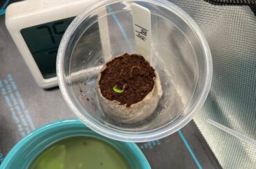 Seed from a dried Arbol Chili.. as well as a mystery pepper!