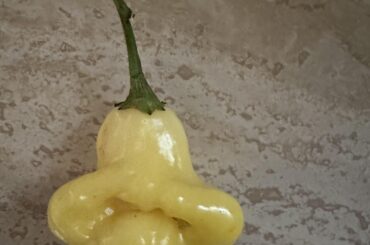 Hot pepper identification request