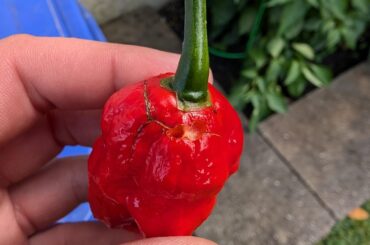 Ghost pepper help