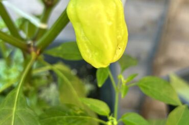 This is growing down meant to be a Hungarian yellow wax over two pictures ore can any 1 help