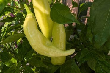 Another, which pepper is this