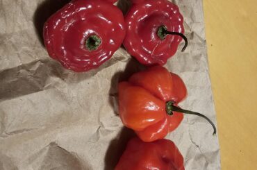 What are these peppers??