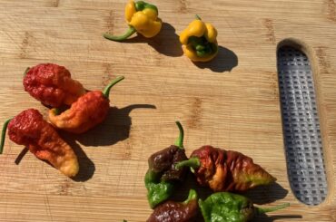 Pulled these unripe at the end of the season but will the seeds be viable next year?