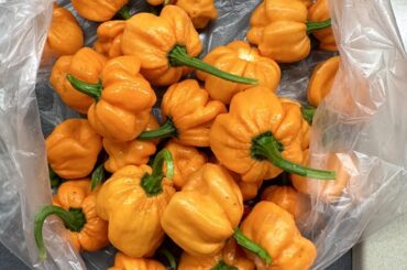 My first batch of Bahamian Goats