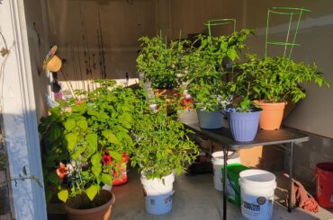 Garage into Greenhouse