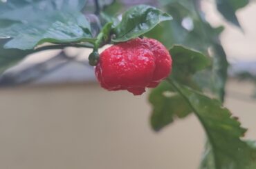 Is this ripe enough to collect seeds?