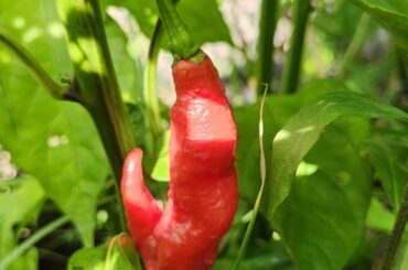 Are these Primatolli peppers?