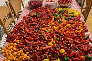 Yesterday’s Harvest