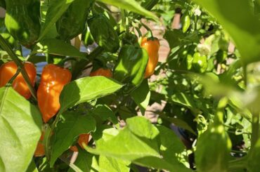 Okay, ladies, you have maybe 3 weeks left, so put the pedal to the metal and get this done