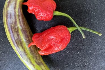 What is this green thing!?