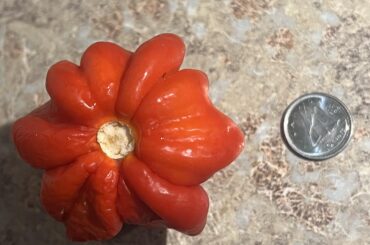 big-ass anus of a scotch bonnet