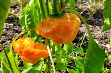 Are these scotch bonnets?