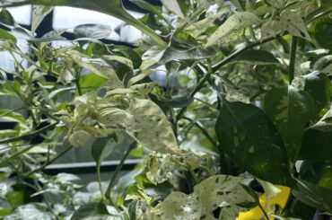 Beautiful fish pepper plant