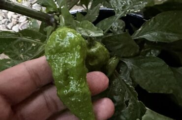 What kind of pepper is this?