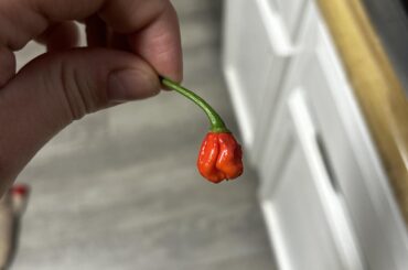 Any reason why my Carolina reapers would turn out like this? Not all of them are like this.