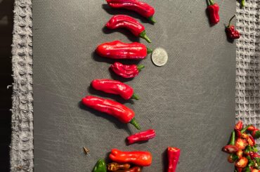 Any ideas as to what these are?