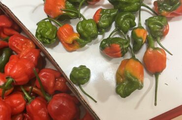 Suggestions on what to do with green scorpion peppers?