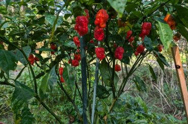 It's time for the ouchberry harvest