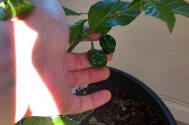 Chocolate Scotch Bonnet fruits