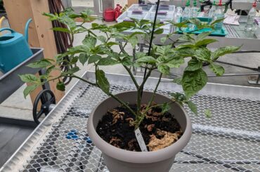 Overwinter in a greenhouse?