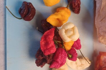 Gifted a selection of hot peppers - could you help with ID? Thanks!