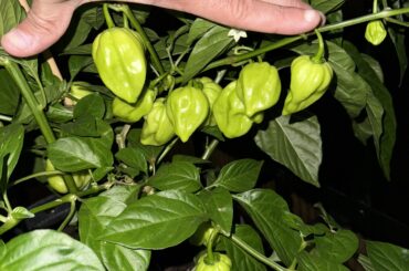 Caribbean Red Hot Peppers