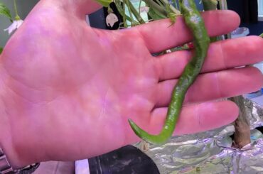 White Bhut Jolokia, is this normal?