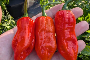 Huge ghost peppers!