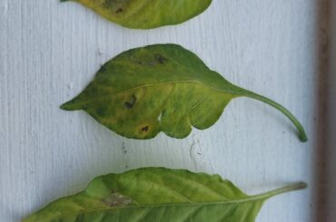 Anyone know what is hurting my pepper plants? The bottom leaves are turning yellow and it looks like snail trails or something