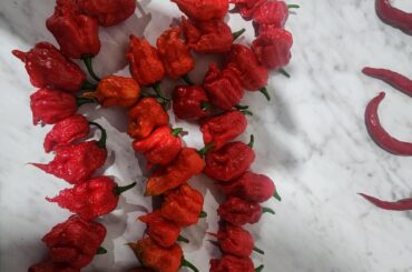 3rd time getting peppers off this year. harvest more each time.