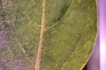 What's going on here? Scale bugs? Edema? Idk...