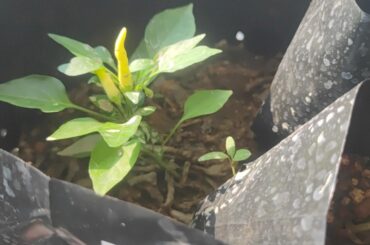 My pepper seeds got mixed up, is this mustard habanero? What pepper is this?