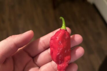 Carolina reaper or ghost pepper?