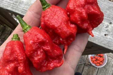 Reapers, first year doing them. Late yields, did some things wrong but atleast I’ve got several dozen to freeze!