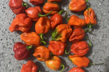 Scotch bonnets or habanero peppers?