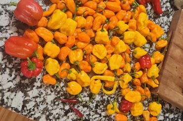 Today's pepper harvest