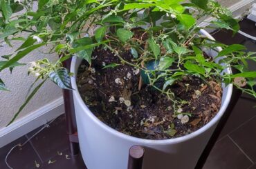 Three year old habanero