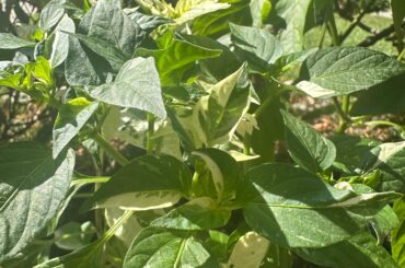 Why does my Dragon Roll pepper plant have variegated leaves? I read it might be d/t mineral deficiency, but I have been fertilizing regularly.