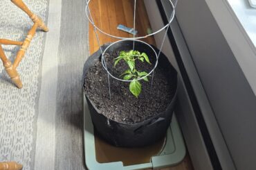 Winter Growth with a clone