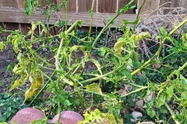 Sickly looking pepper, what can I do to help it out?