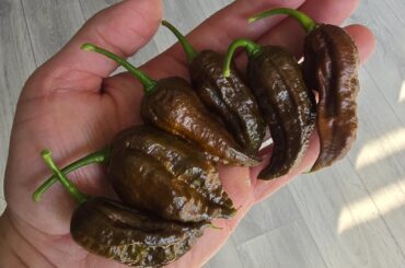 Chocolate Ghosts, 2nd photo pods are huge.