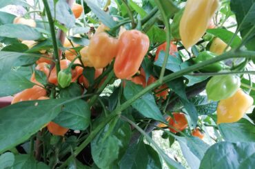 The Last Hurrah for 2024