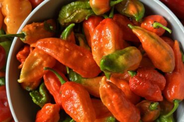 Varieties of peppers picked from my backyard garden.