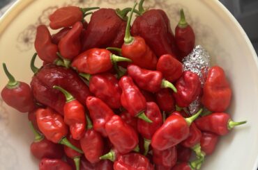 First time planting and harvesting peppers, can anyone give me recipes?